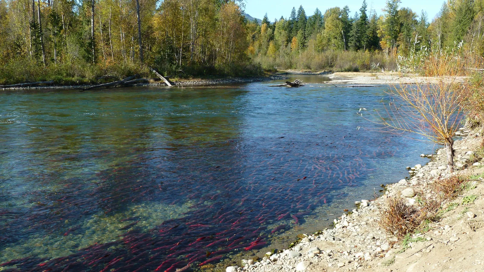 River with salmon in clear water, bordered by forest